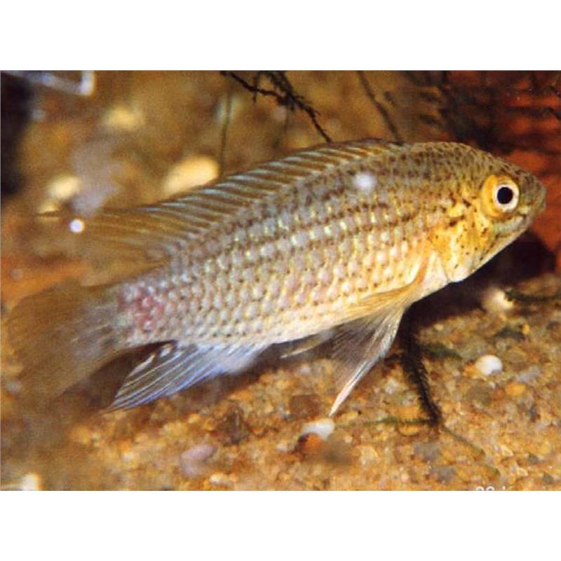 Apistogramma tucurui - imagine 6